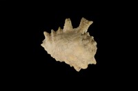 藏品(金口岩螺)的圖片